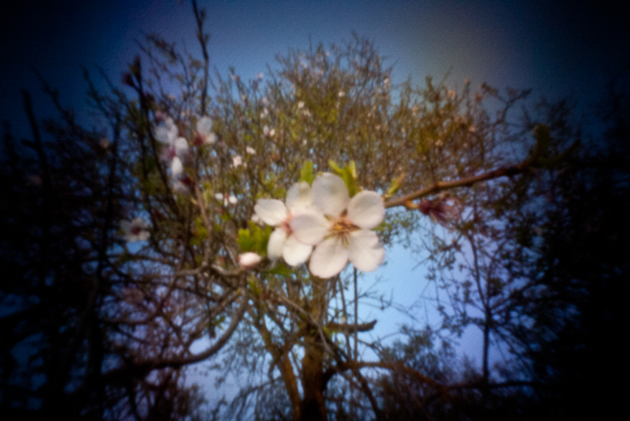 Pinhole flower