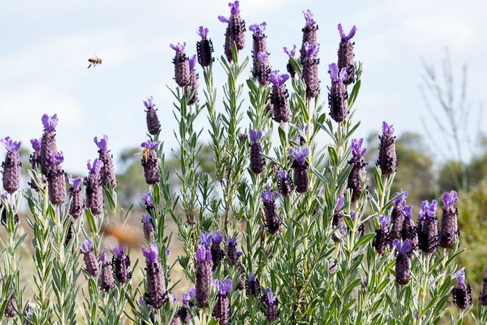 bees and lavender