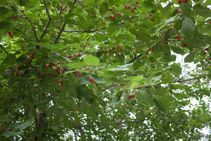 Wild Cherry tree